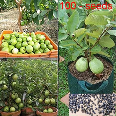     			homeagro - Guava Fruit ( 100 Seeds )