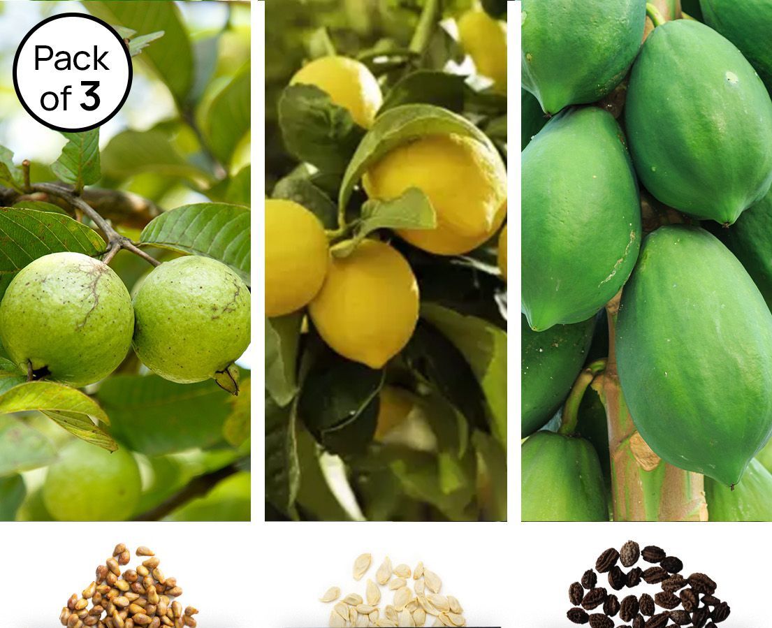     			homeagro -Guava, Lemon & Papaya Seeds ( Pack of 3 - 30 Seeds each )