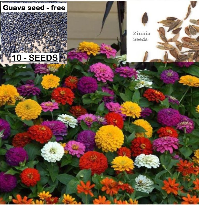 homeagro Zinnia Flower Seeds (Pack of 25) Buy homeagro Zinnia Flower