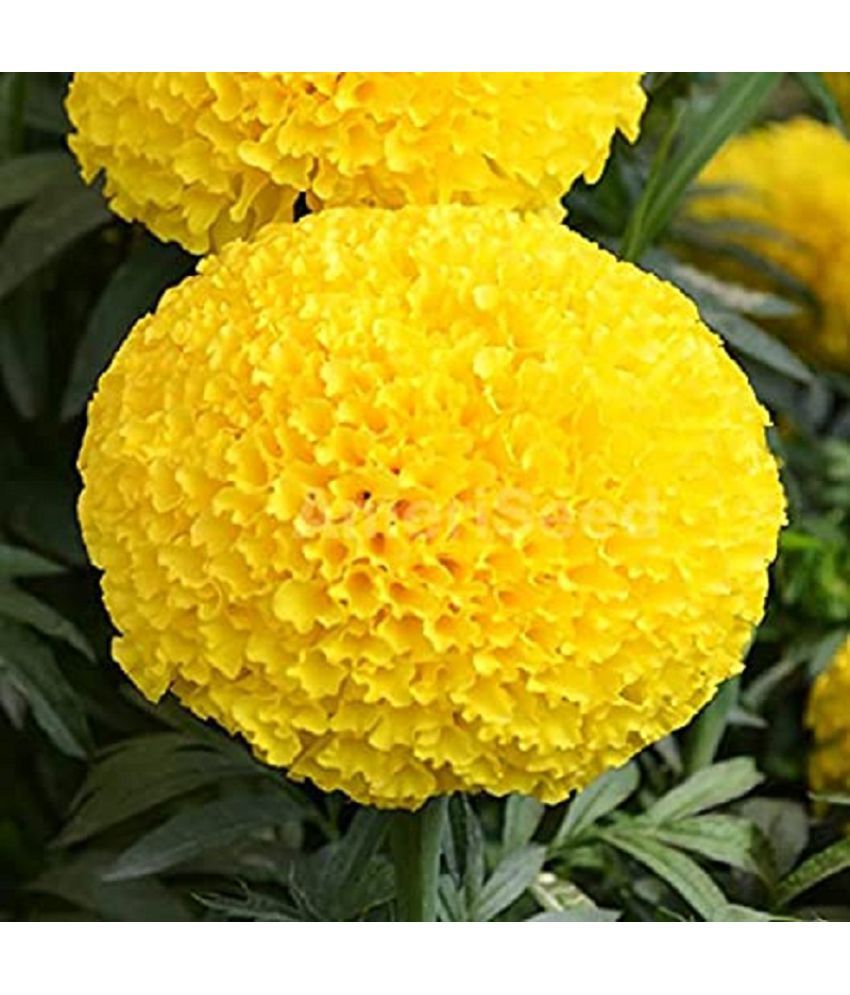     			Recron Seeds - African Marigold Flower ( 50 Seeds )