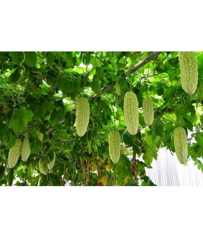     			homeagro - Bitter Gourd Vegetable ( 20 Seeds )