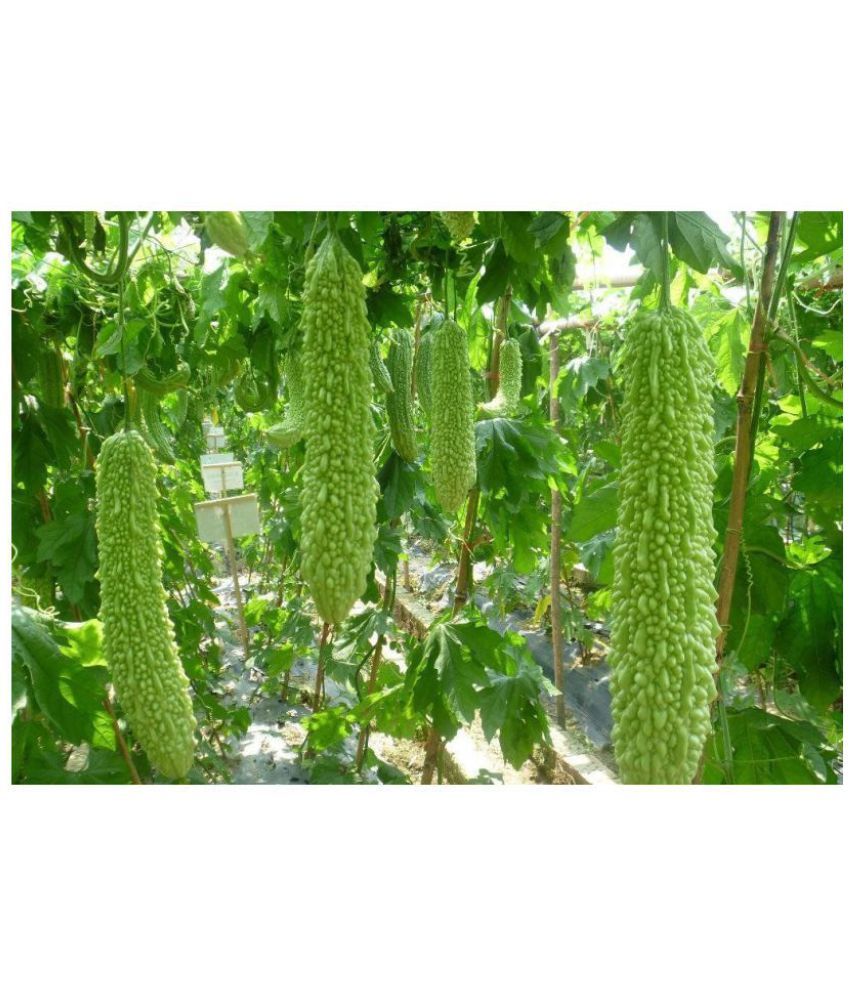     			homeagro - Bitter Gourd Vegetable ( 20 Seeds )