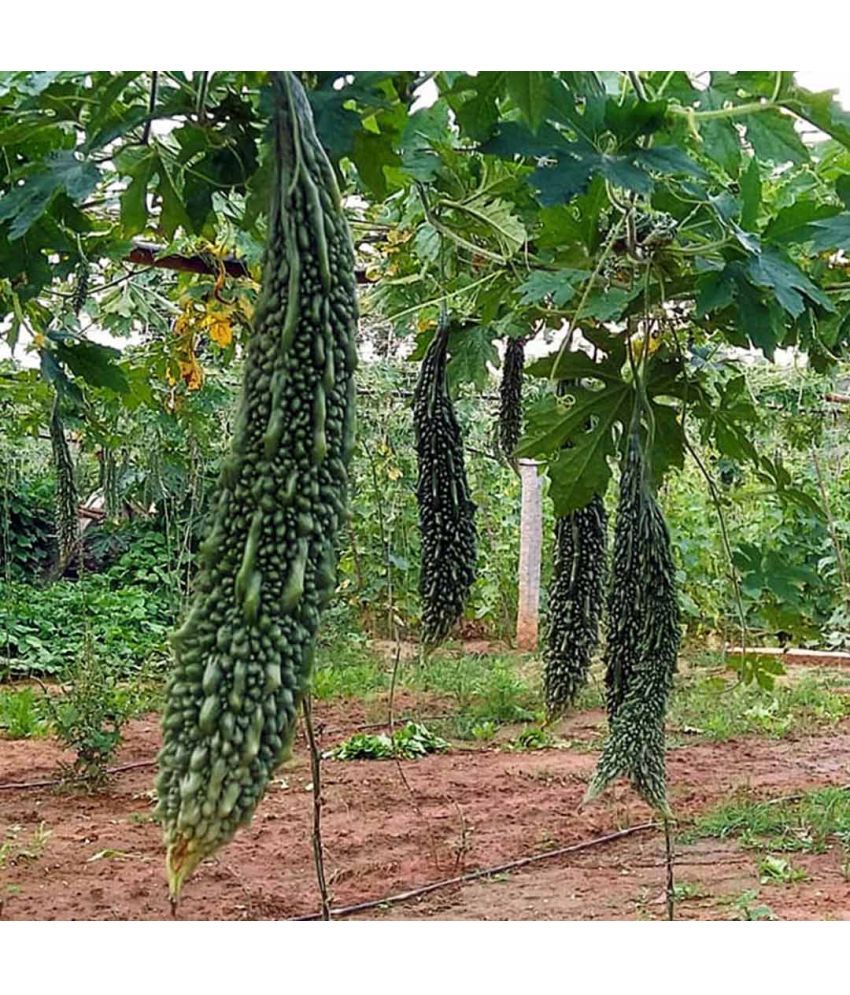     			homeagro - Bitter Gourd Vegetable ( 20 Seeds )