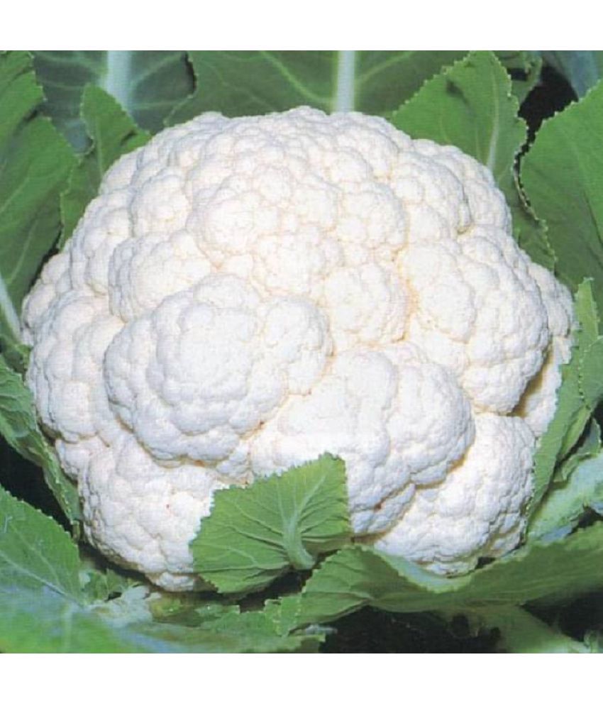    			Recron Seeds - Cauliflower Vegetable ( 50 Seeds )