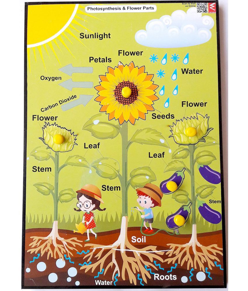     			Wissen Wooden Photosynthesis Learning Educational Knob Puzzle Game for Kids 3 years & Above ,Colourful Picture