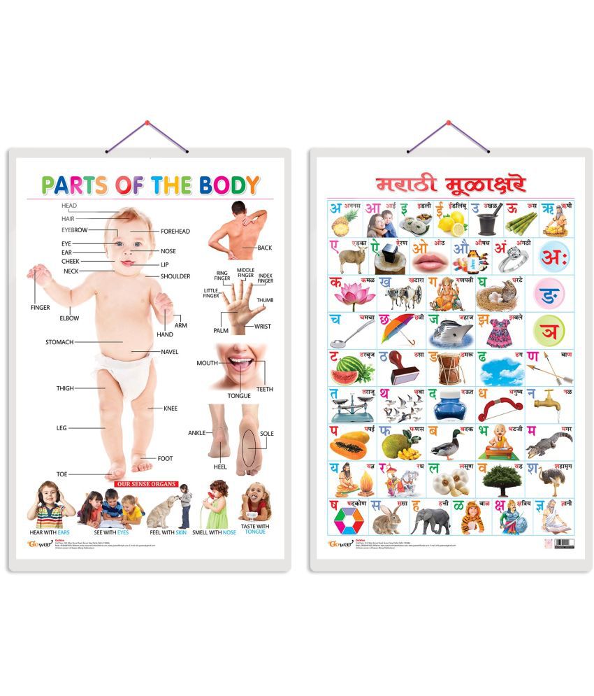     			Set of 2 Parts of the Body and Marathi Varnamala (Marathi) Early Learning Educational Charts for Kids | 20"X30" inch |Non-Tearable and Waterproof | Double Sided Laminated | Perfect for Homeschooling, Kindergarten and Nursery Students