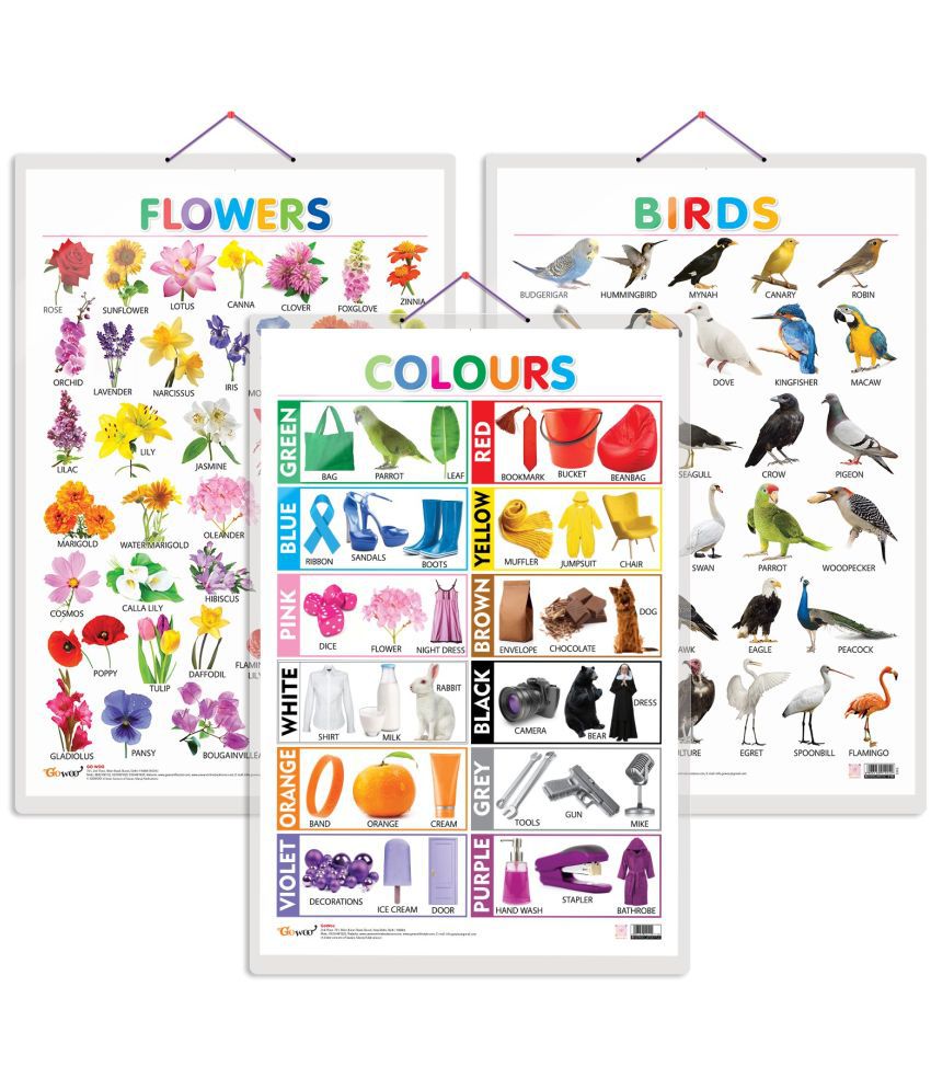     			Set of 3 Birds, Flowers and Colours Early Learning Educational Charts for Kids | 20"X30" inch |Non-Tearable and Waterproof | Double Sided Laminated | Perfect for Homeschooling, Kindergarten and Nursery Students
