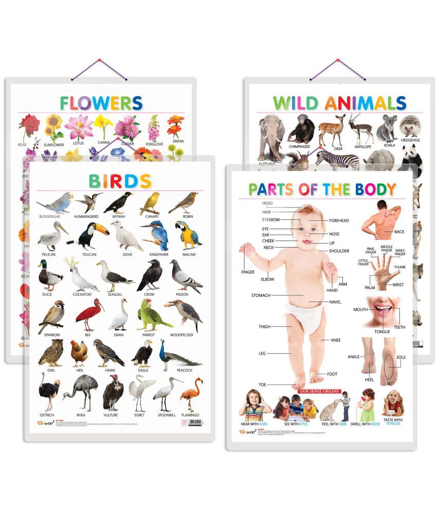     			Set of 4 Wild Animals, Birds, Flowers and Parts of the Body Early Learning Educational Charts for Kids | 20"X30" inch |Non-Tearable and Waterproof | Double Sided Laminated | Perfect for Homeschooling, Kindergarten and Nursery Students
