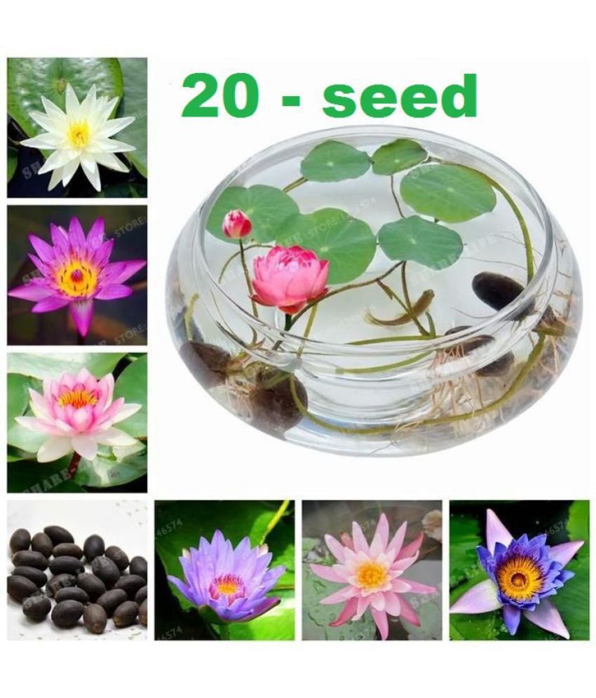     			shivam organic seeds - Lotus Flower ( 20 Seeds )