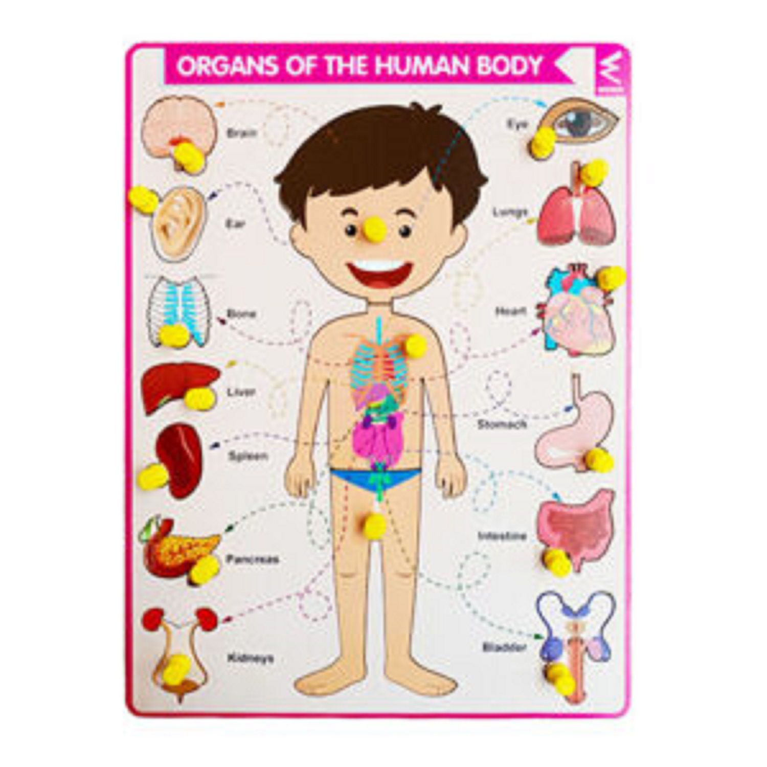     			WISSEN Parts of body with Internal Organ Peg Board Puzzle for kids 3 years & above