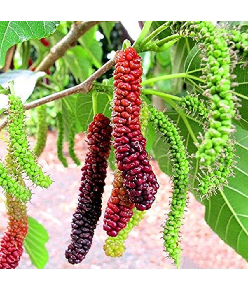     			CLASSIC GREEN EARTH - Mulberry Fruit ( 200 Seeds )