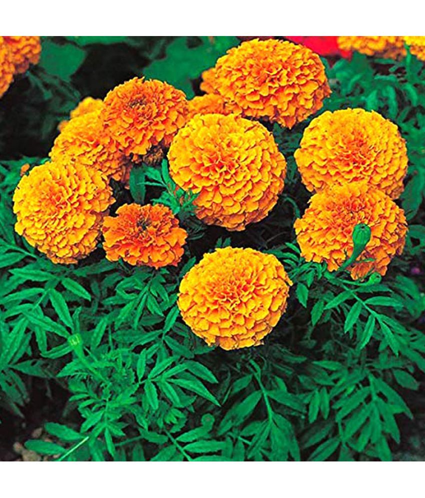 homeagro Marigold Flower ( 50 Seeds ) Buy homeagro Marigold Flower