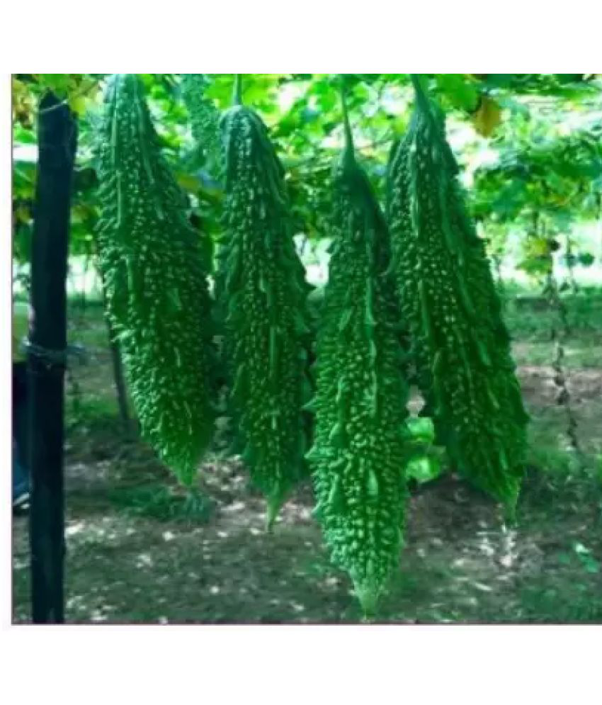     			CLASSIC GREEN EARTH - Bitter Gourd Vegetable ( 30 Seeds )