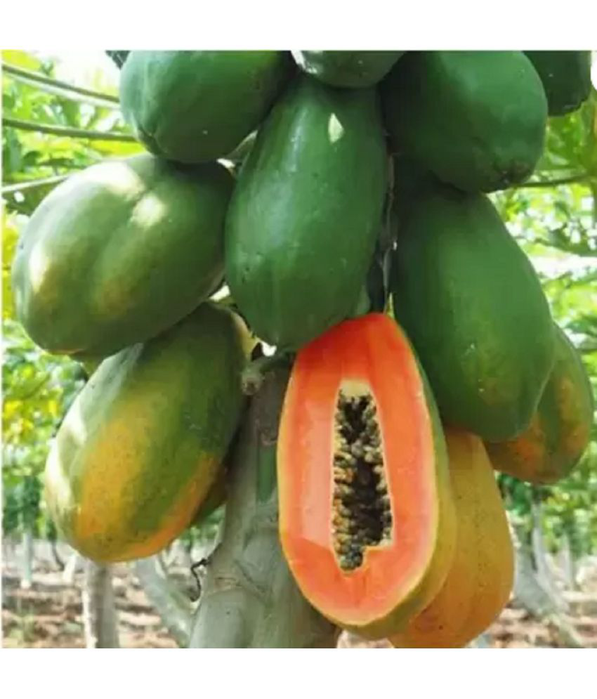     			CLASSIC GREEN EARTH - Papaya Fruit ( 60 Seeds )