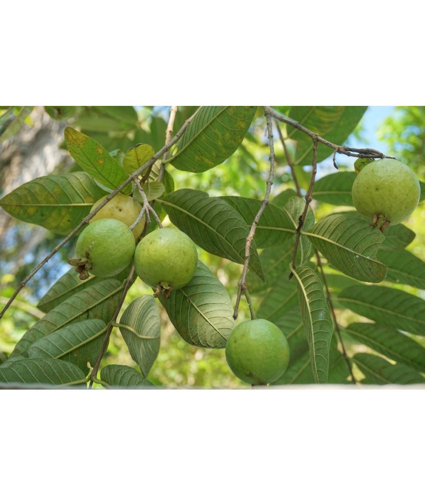     			HN organic seed - Guava Fruit ( 100 Seeds )