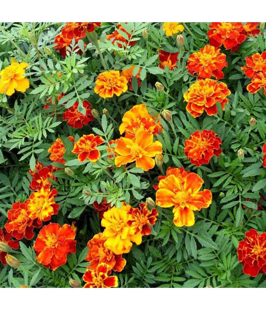     			HN organic seed - Marigold Flower ( 50 Seeds )