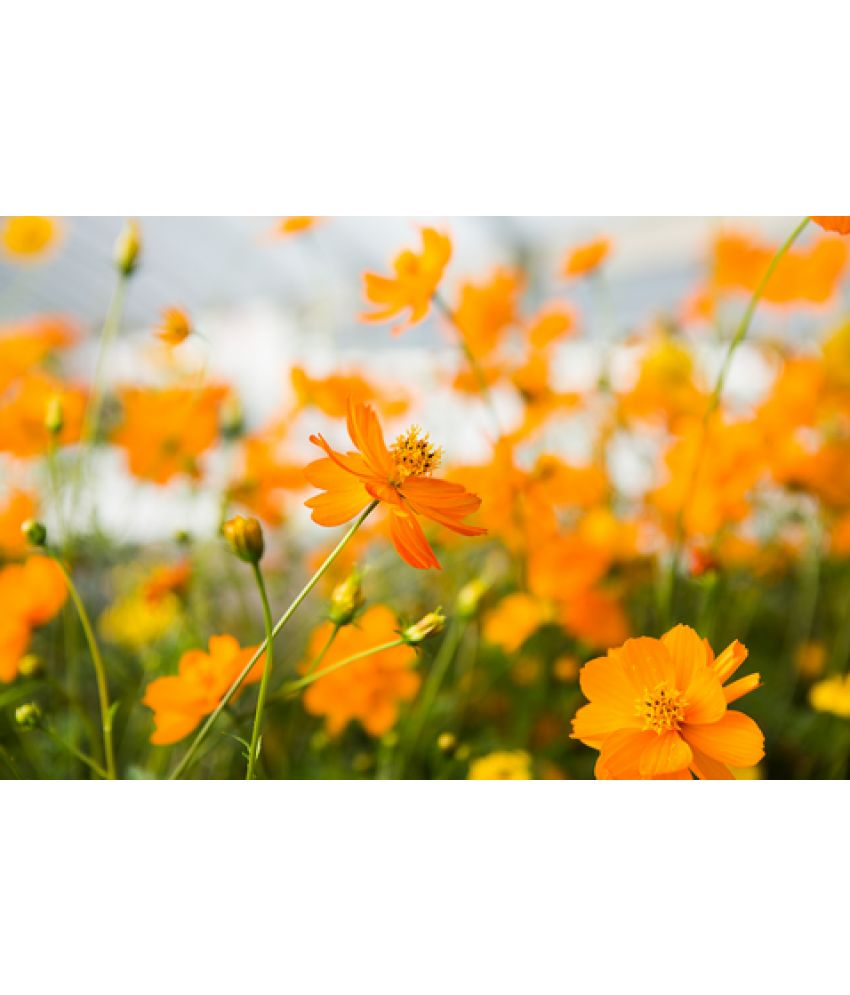     			CLASSIC GREEN EARTH - Cosmos Flower ( 25 Seeds )