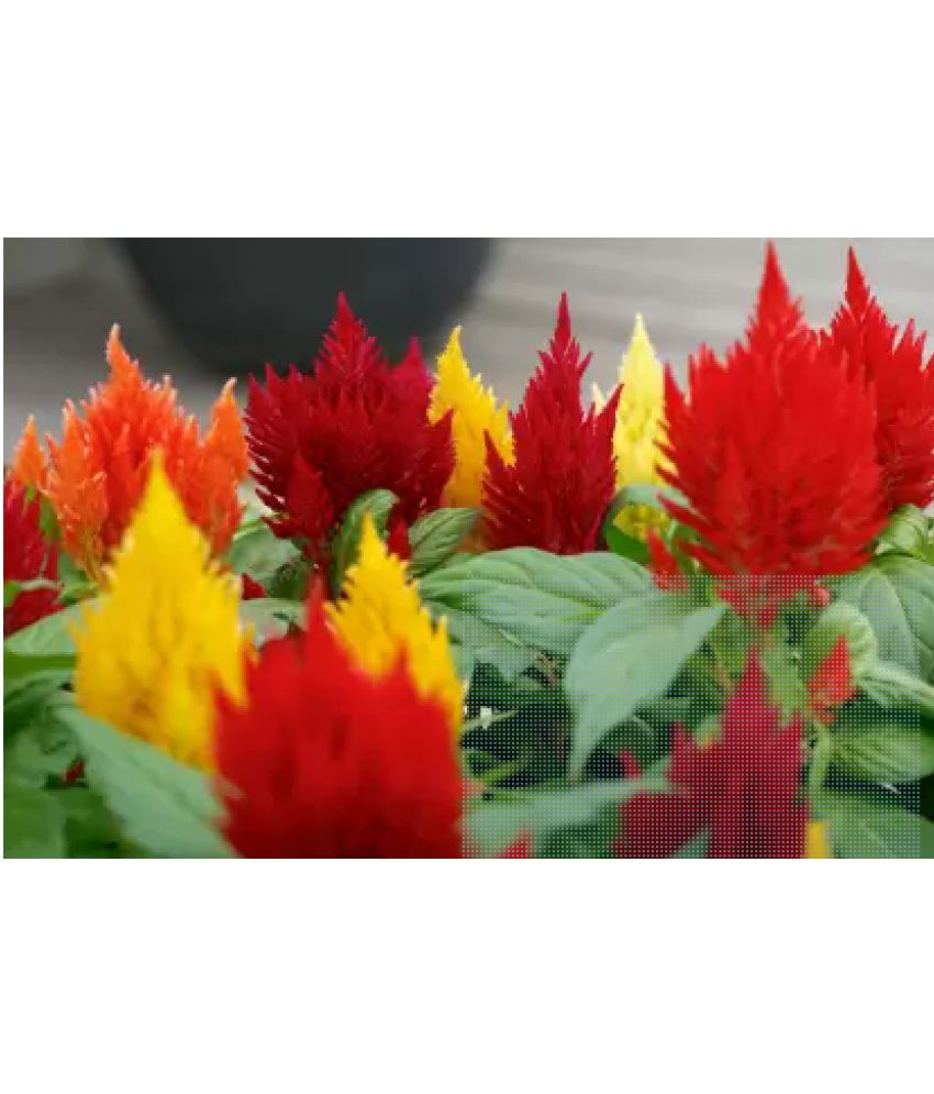     			CLASSIC GREEN EARTH - Celosia Flower ( 70 Seeds )