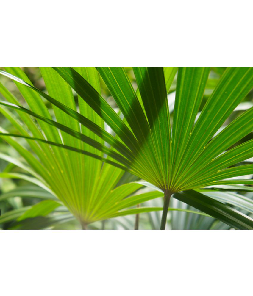     			CLASSIC GREEN EARTH - Palm Tree Plant ( 20 Seeds )