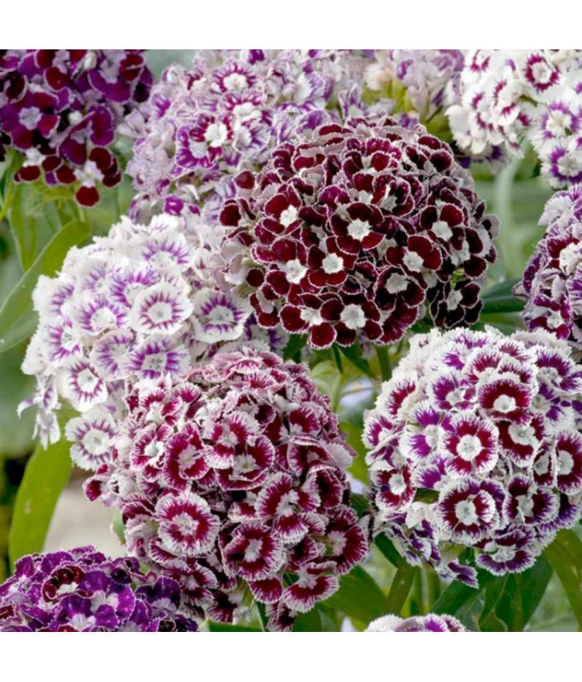     			CLASSIC GREEN EARTH - Sweet William Flower ( 70 Seeds )
