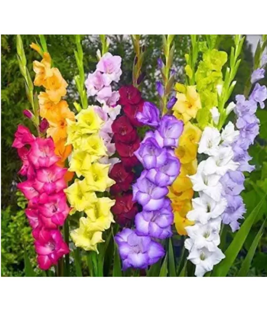     			CLASSIC GREEN EARTH - Gladiolus Flower ( 5 Seeds )