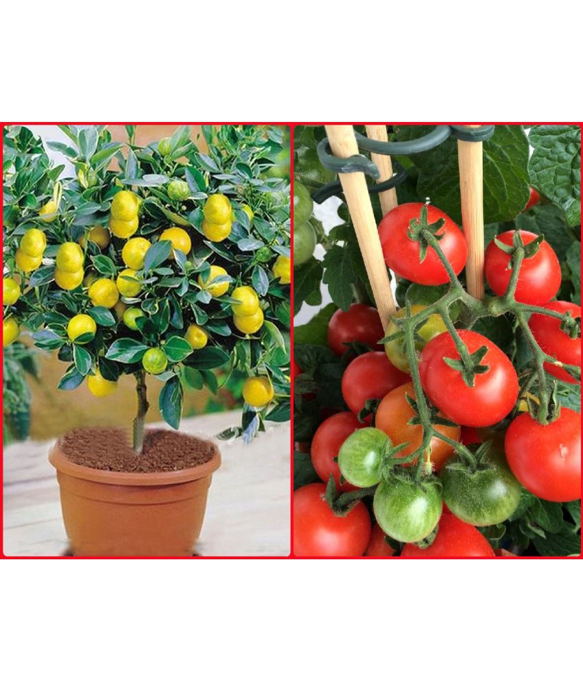     			homeagro - Combo of Hybrid lemon Vegetable ( 10 seed ) and Hybrid Indian Tomato Vegetable ( 100 seed )