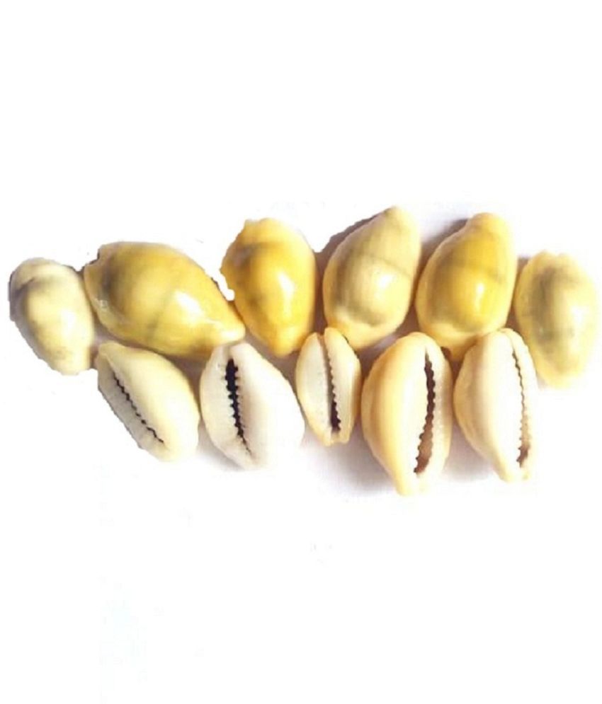     			VINARGHYA Yellow Kaudi / Peeli Kawdi / Pili Kowdi / Laxmi Kaudi / Cowry / Cowrei 11 no.s