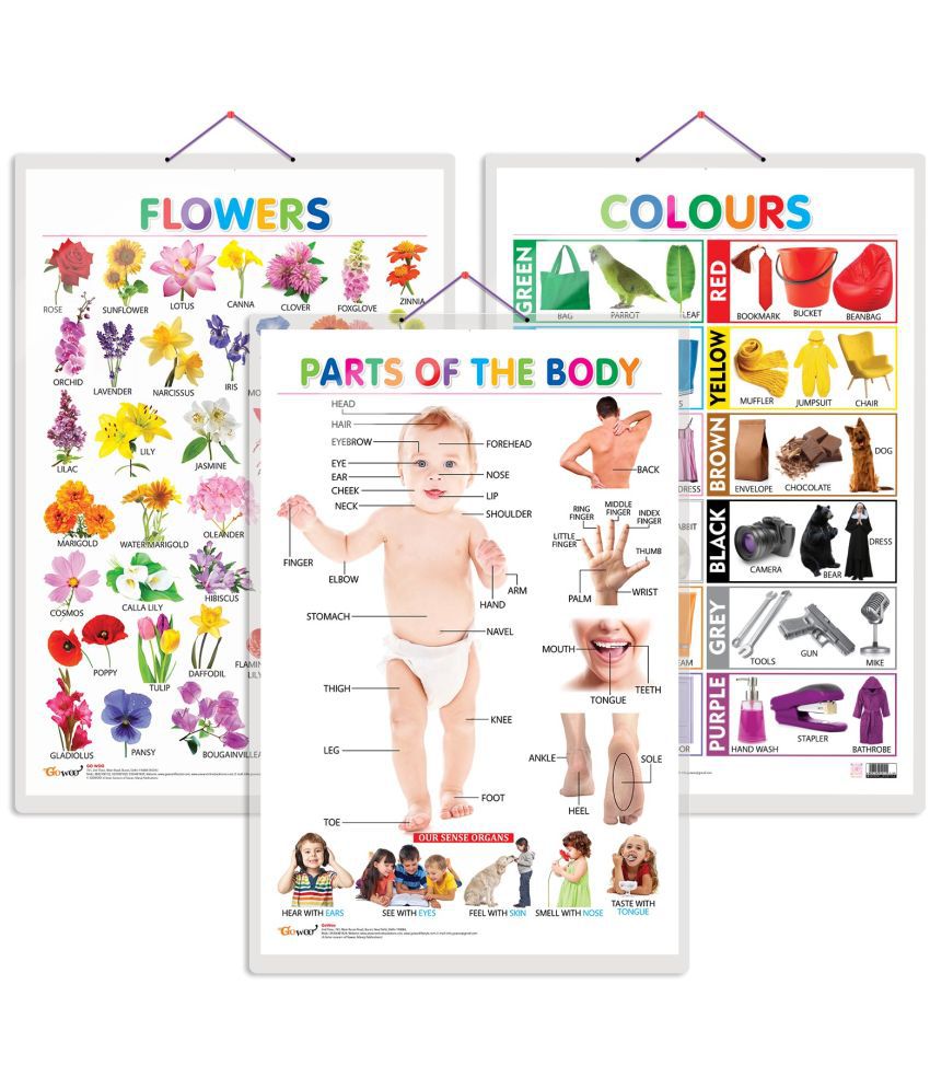     			Set of 3 Flowers, Colours and Parts of the Body Early Learning Educational Charts for Kids | 20"X30" inch |Non-Tearable and Waterproof | Double Sided Laminated | Perfect for Homeschooling, Kindergarten and Nursery Students