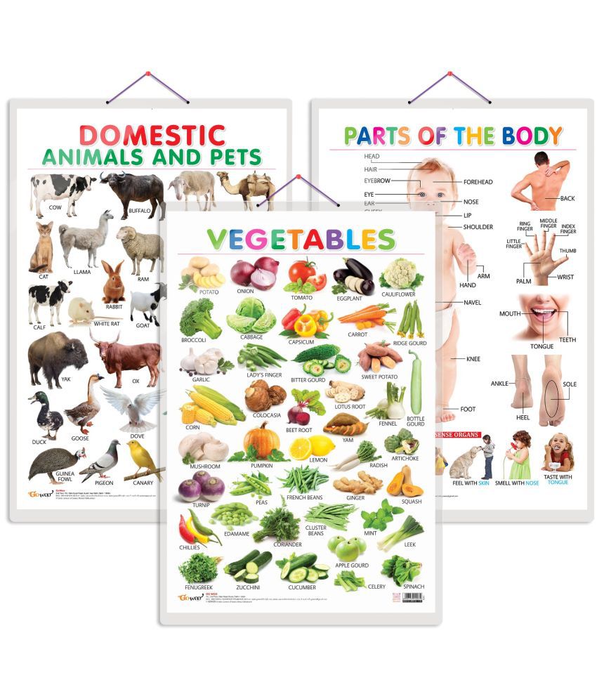     			Set of 3 Vegetables, Domestic Animals and Pets and Parts of the Body Early Learning Educational Charts for Kids | 20"X30" inch |Non-Tearable and Waterproof | Double Sided Laminated | Perfect for Homeschooling, Kindergarten and Nursery Students