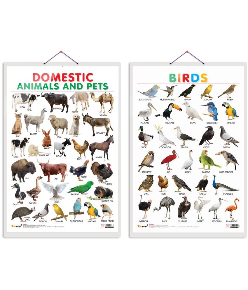     			Set of 2 Domestic Animals and Pets and Birds Early Learning Educational Charts for Kids | 20"X30" inch |Non-Tearable and Waterproof | Double Sided Laminated | Perfect for Homeschooling, Kindergarten and Nursery Students