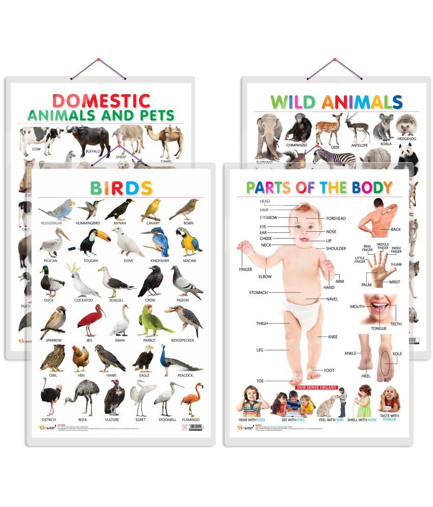    			Set of 4 Domestic Animals and Pets, Wild Animals, Birds and Parts of the Body Early Learning Educational Charts for Kids | 20"X30" inch |Non-Tearable and Waterproof | Double Sided Laminated | Perfect for Homeschooling, Kindergarten and Nursery Students