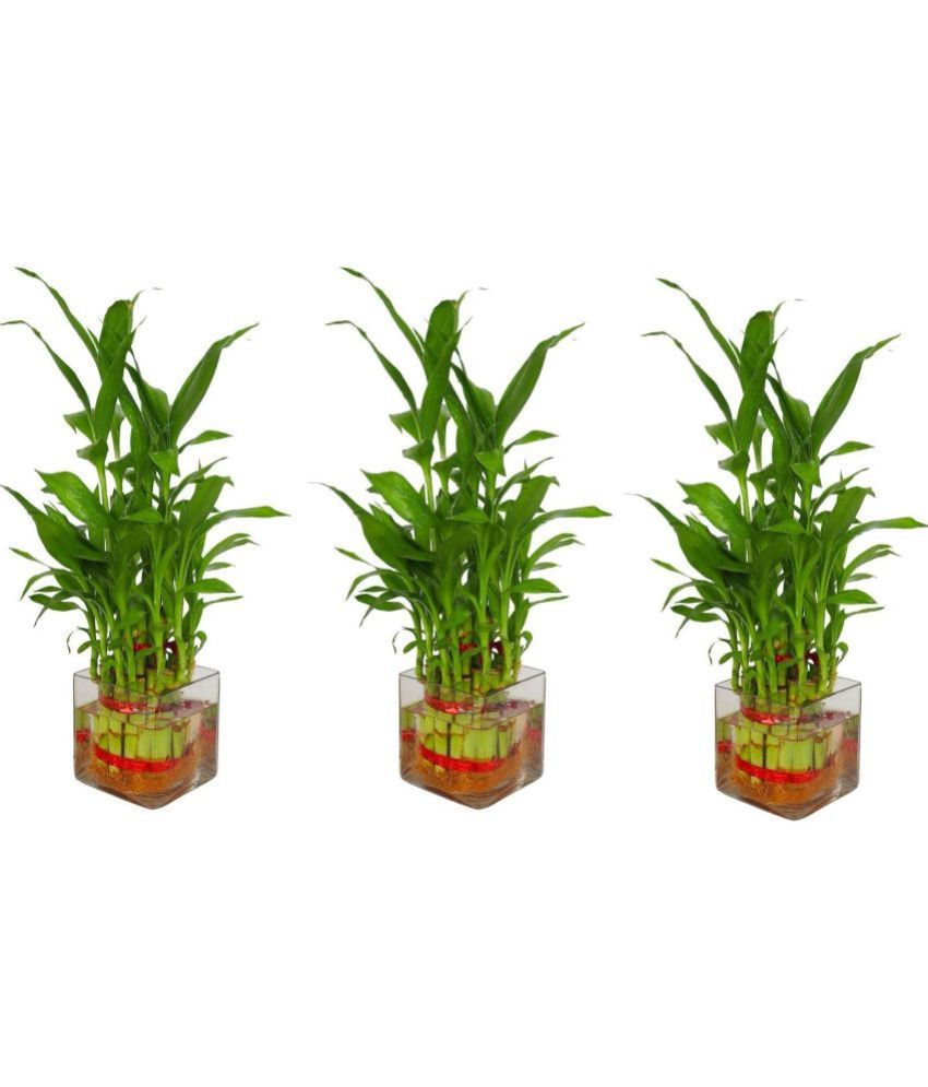     			Green plant indoor - Green Wild Artificial Flowers With Pot ( Pack of 3 )