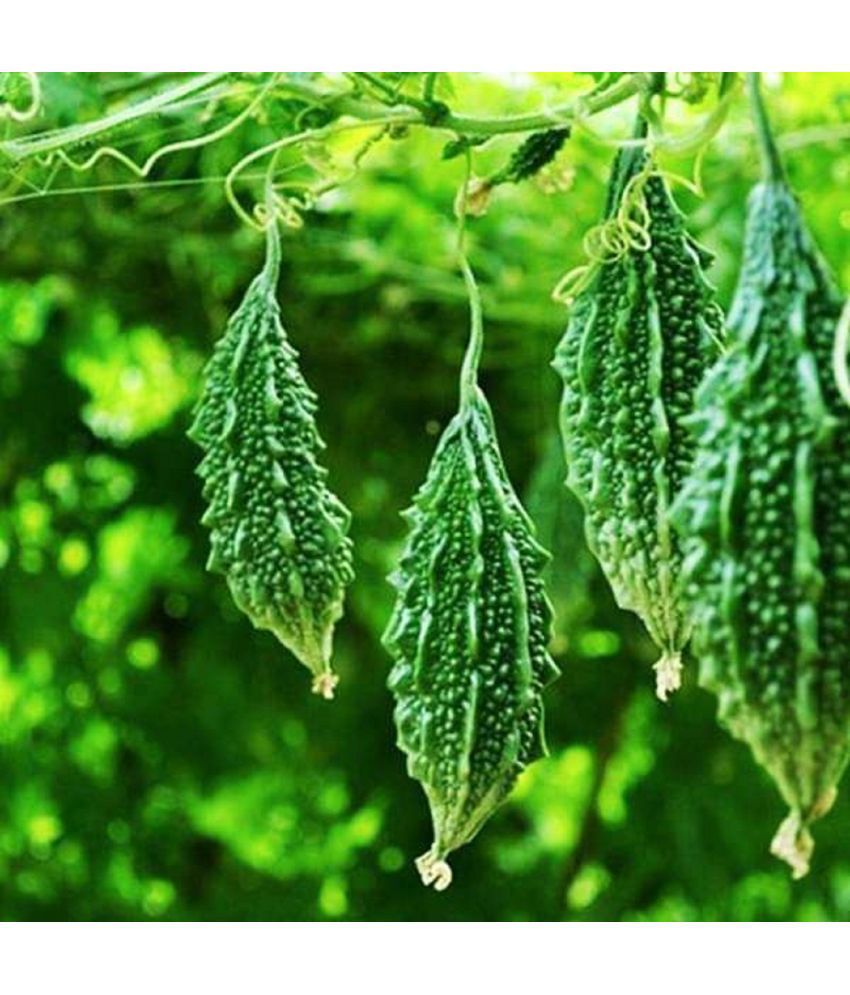     			CLASSIC GREEN EARTH - Bitter Gourd Vegetable ( 15 Seeds )