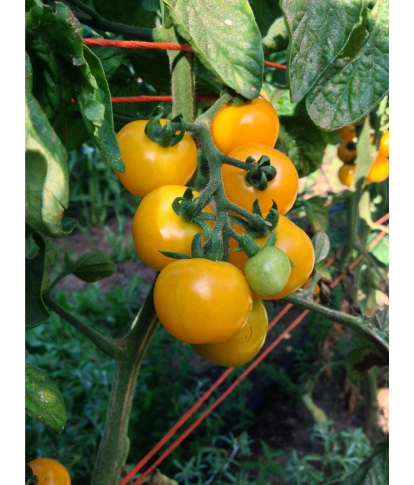     			Jignisha Seeds Cherry Tomato Vegetable ( 50 Seeds )