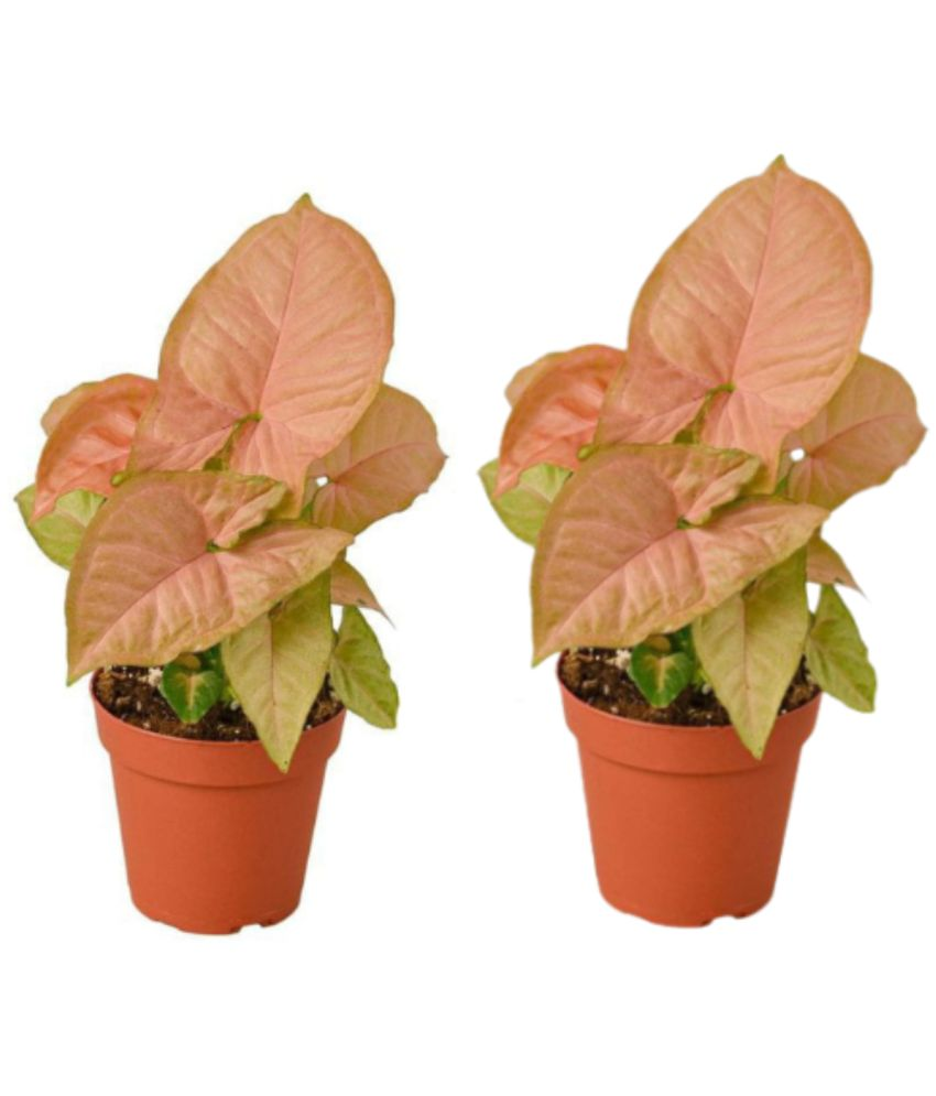     			PHULWA Brown Flower Pot ( Pack of 2 )