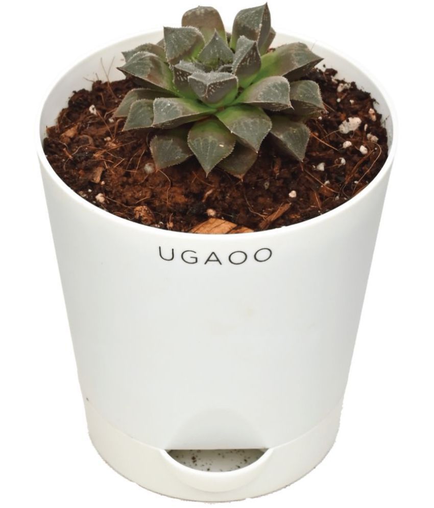     			UGAOO Haworthia Cooperi Succulent Live Plant with White Self Watering Pot White