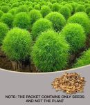 NurseryServe Kochia Burning Bush Green Flowering Seeds (40+ seeds) with growing cocopeat