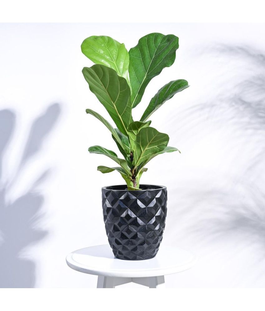     			UGAOO Black Plant container ( Pack of 1 )