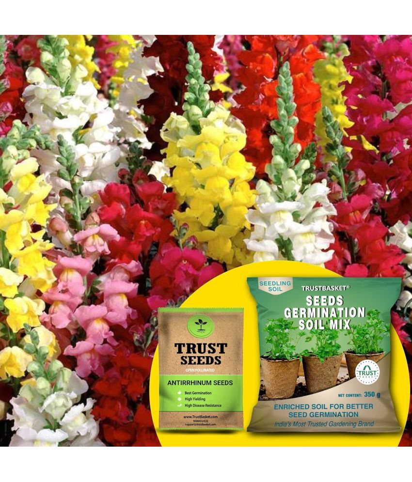     			TrustBasket Antirrhinum Seeds (OP) with Free Germination Potting Soil Mix (20 Seeds)