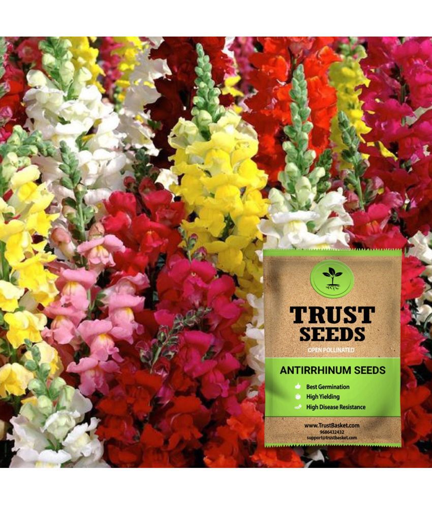     			TrustBasket Open Pollinated Antirrhinum Seeds (15 Seeds)