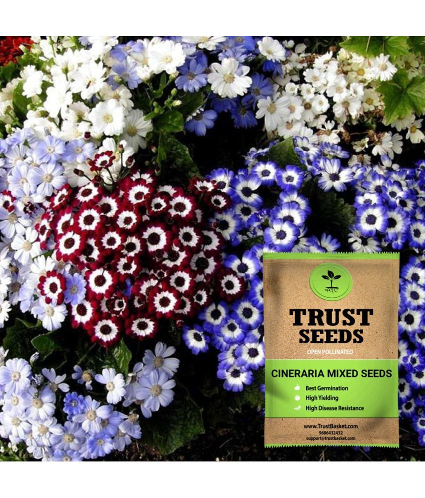     			TrustBasket Cineraria Mixed Seeds OP (15 Seeds)