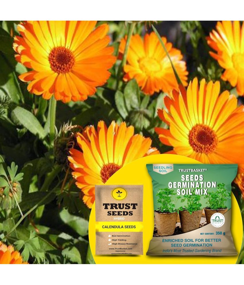     			TrustBasket Calendula Seeds (Hybrid) with Free Germination Potting Soil Mix (20 Seeds)