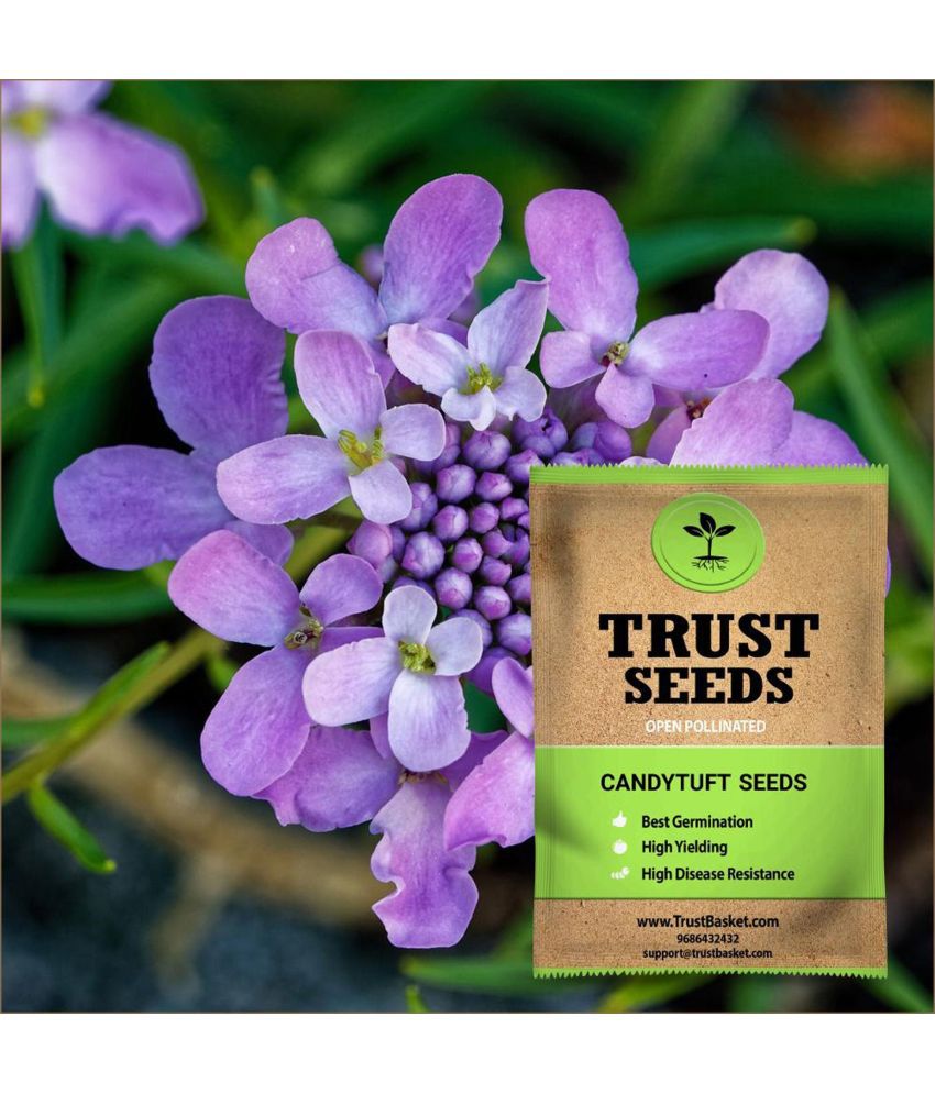     			TrustBasket Candytuft Flower Seeds OP (15 Seeds)