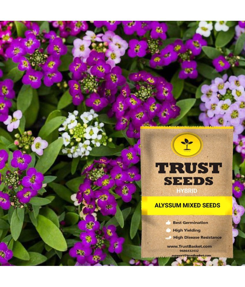     			TrustBasket Alyssum Mixed Flowers Seeds Hybrid (15 Seeds)