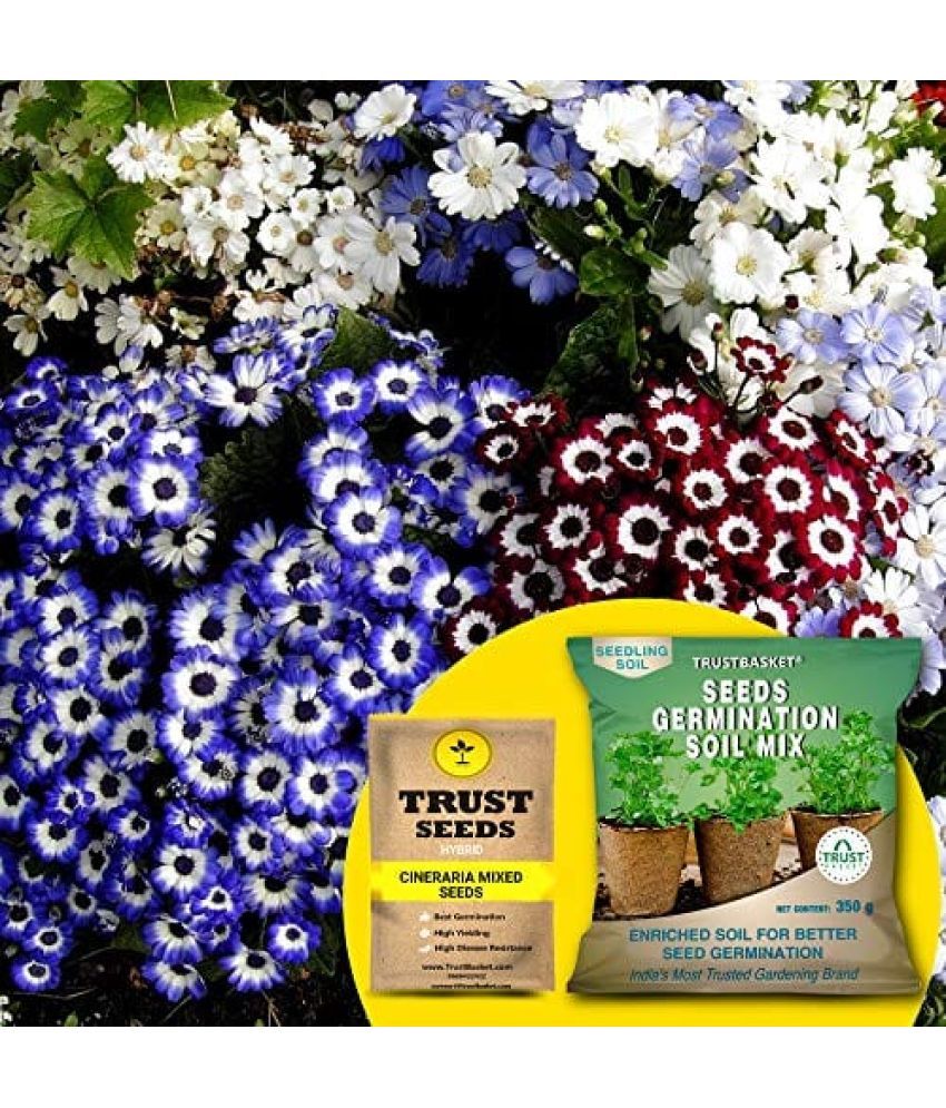     			TrustBasket Cineraria Mixed Seeds (Hybrid) with Free Germination Potting Soil Mix (20 Seeds)