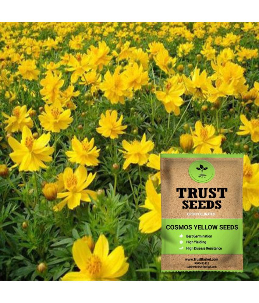     			TrustBasket Cosmos Yellow Seeds Open Pollinated (15 Seeds)