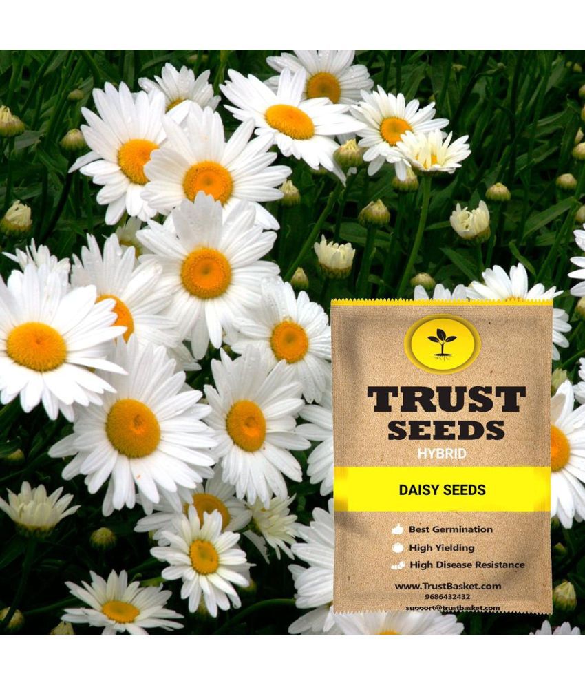     			TrustBasket Daisy Flower Seeds Hybrid (15 Seeds)