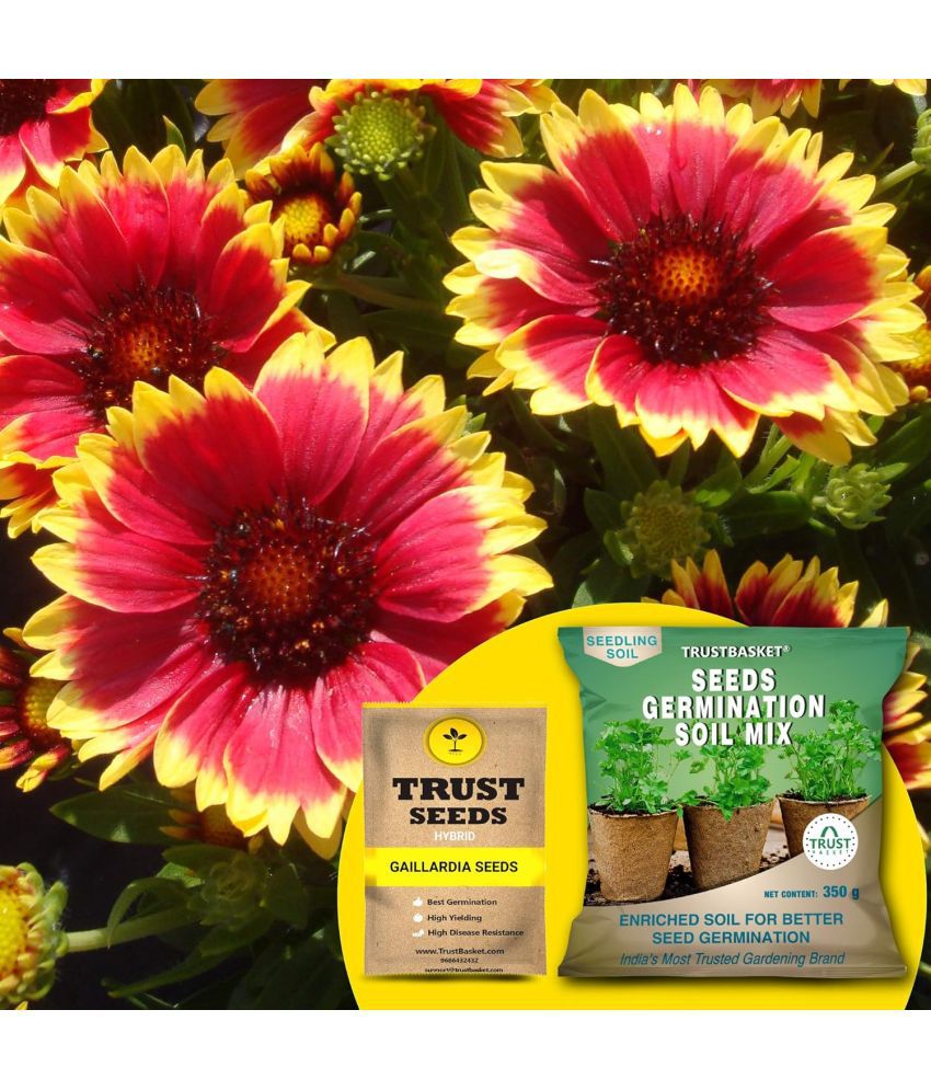     			TrustBasket Gaillardia Seeds (Hybrid) with Free Germination Potting Soil Mix (20 Seeds)