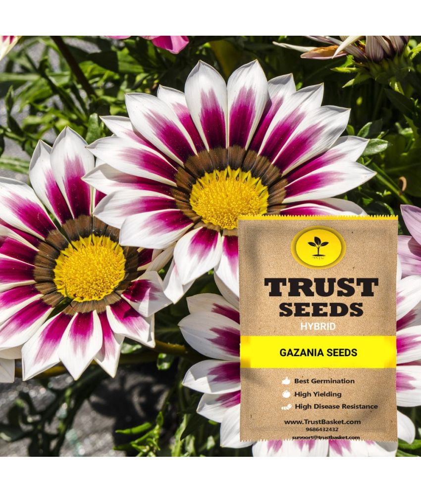     			TrustBasket Gazania Seeds Hybrid (15 Seeds)