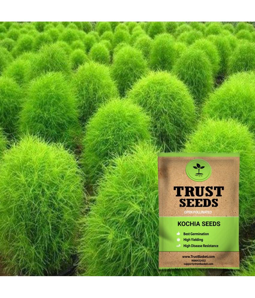     			TrustBasket Kochia Seeds Open Pollinated (15 Seeds)